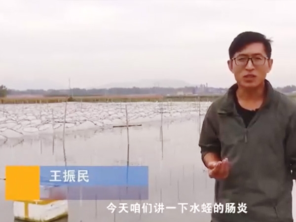 抖圈胀气型肠炎产生法规及防治步骤