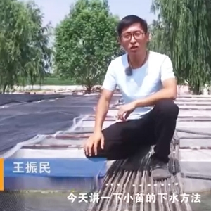 抖圈幼苗的下水步骤