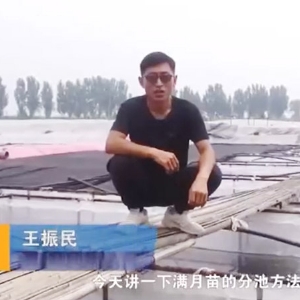 抖圈满月苗的分池步骤