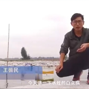 抖圈白点病产生涯法规及防治步骤