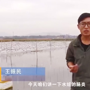 抖圈胀气型肠炎产生法规及防治步骤